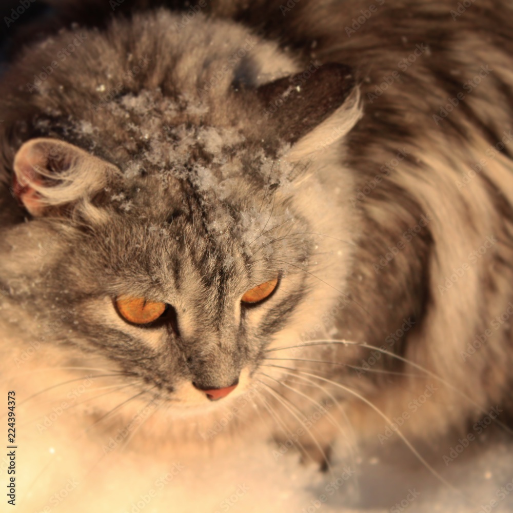 Fototapeta premium Snow cat