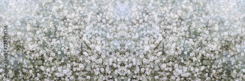 Small white flowers.