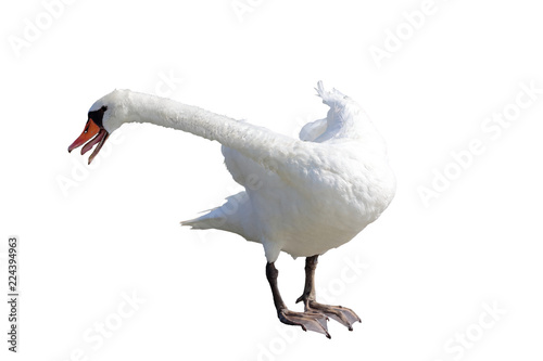 Fototapeta Naklejka Na Ścianę i Meble -  isolated a mute swan (cygnus olor) blows to defend the territory