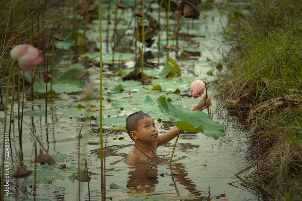 Obraz premium Asia children are collecting lotus flowers in the water.