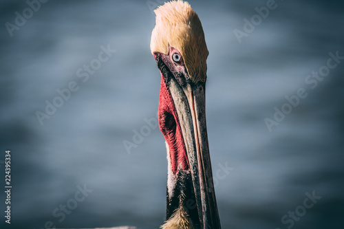 Pelica on a Pier by the Ocean photo