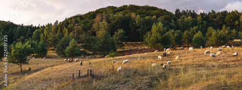 Schafe auf Weide im Wald, Oerlinghausen © Joel Wüstehube