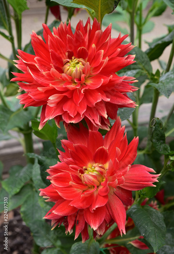 Fototapeta Naklejka Na Ścianę i Meble -  Dahlia rouge flamboyant
