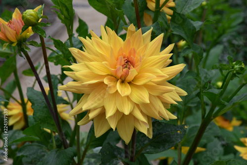 Fototapeta Naklejka Na Ścianę i Meble -  Dahlia jaune