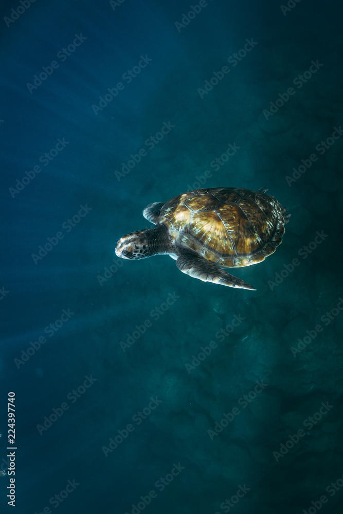 Obraz premium tortuga