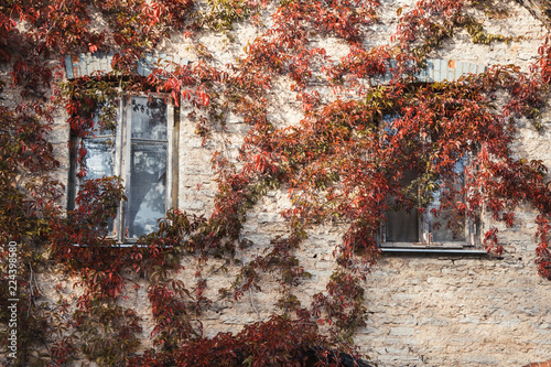 Reddened vines spread along the wall, windows and door of an abandoned house on an old farm © Anton