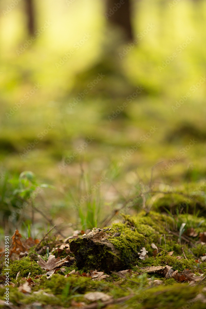 Im Wald Im Wald