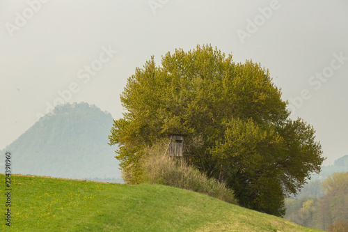 Blühender Baum