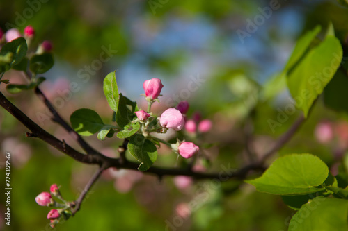 tender pink flowers of apple  spring
