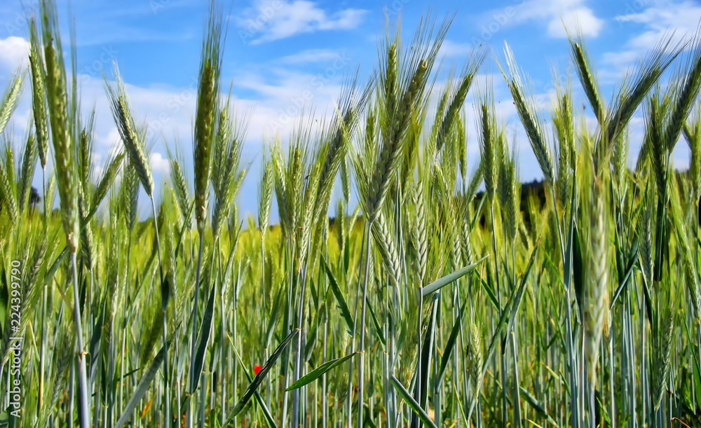 Grain (probably young rye) field detail with blue sky and clouds on background Grain (probably young rye) field detail with blue sky and clouds on background