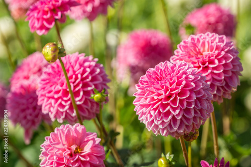 Fototapeta Naklejka Na Ścianę i Meble -  Pinke Balldahlien (Asteraceae) im Sommer..