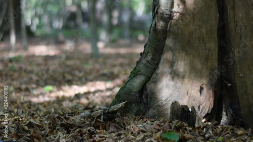 geocaching in 4k uhd