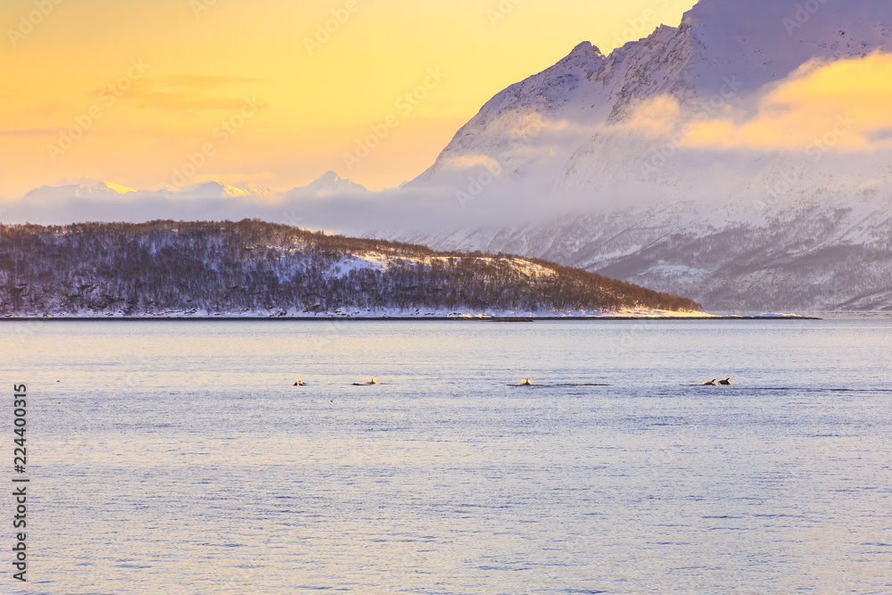 Dolphins migrating through a scandinavian fjord with winter snowy mountain peaks on the background