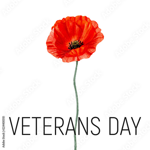 Veterans day card with poppy flower. Watercolor poppy. Vector.