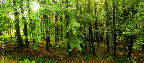 Beech trees forest at spring daylight