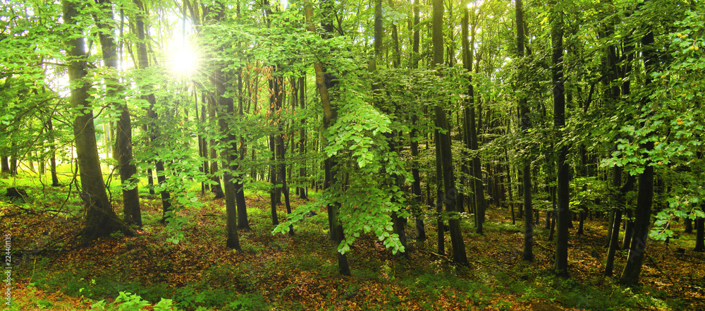 Fototapeta premium Beech trees forest at spring daylight, green leafs, sunrays, broad leaf trees. Relaxing nature,sushine. High resolution panoramic photo. Czech Republic, Europe,Creative post processing. .