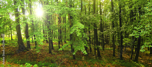 Beech trees forest at spring daylight, green leafs, sunrays,  broad leaf trees. Relaxing nature,sushine. High resolution panoramic photo. Czech Republic, Europe,Creative post processing. . © Jansk