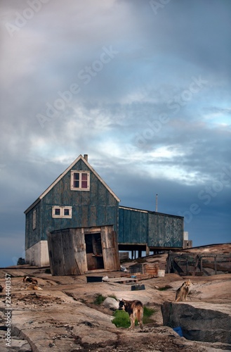 House on the rocky shore and dogs. Greenland Dogs resting in Rodebay settlement. The Greenland Dog (s Greenland Husky) is a large breed of husky-type dog.  Rodebay. West Greenland. © Uryadnikov Sergey