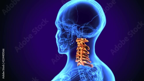 3d illustration of Anatomy of cervical spine cervical spinal
 photo