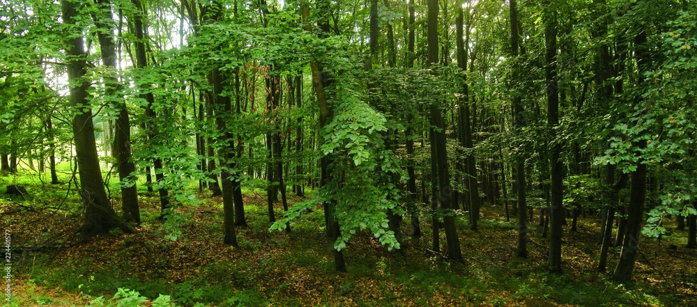 Beech trees forest at spring daylight, green leafs, broad leaf trees. Relaxing nature,sunshine. High resolution panoramic photo.Czech Republic,Europe,creative post processing. . Beech trees forest at spring daylight, green leafs, broad leaf trees. Relaxing nature,sunshine. High resolution panoramic photo.Czech Republic,Europe,creative post processing. .