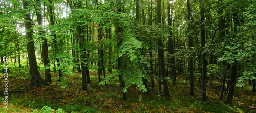 Beech trees forest at spring daylight, green leafs, broad leaf trees. Relaxing nature,sunshine. High resolution panoramic photo.Czech Republic,Europe,creative post processing. .