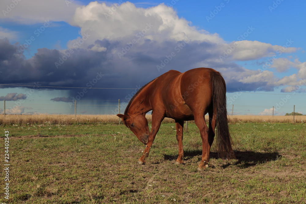 Obraz premium horse on a meadow