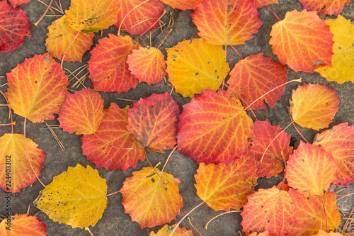 Fallen colorful yellow red autumn leaves close-up background texture