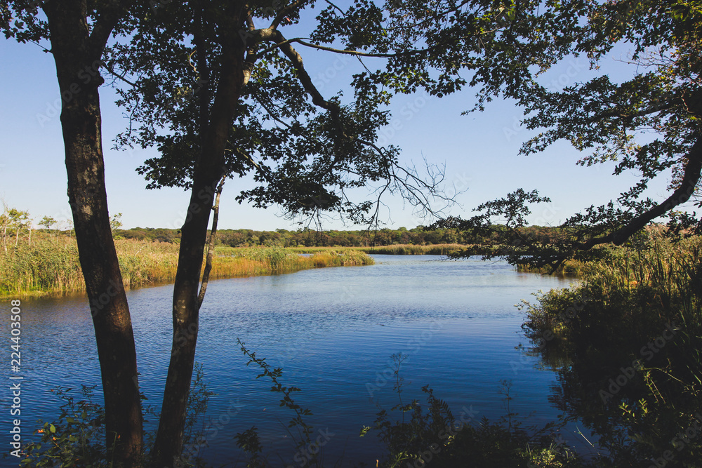 Obraz premium Woods & Fields Stock