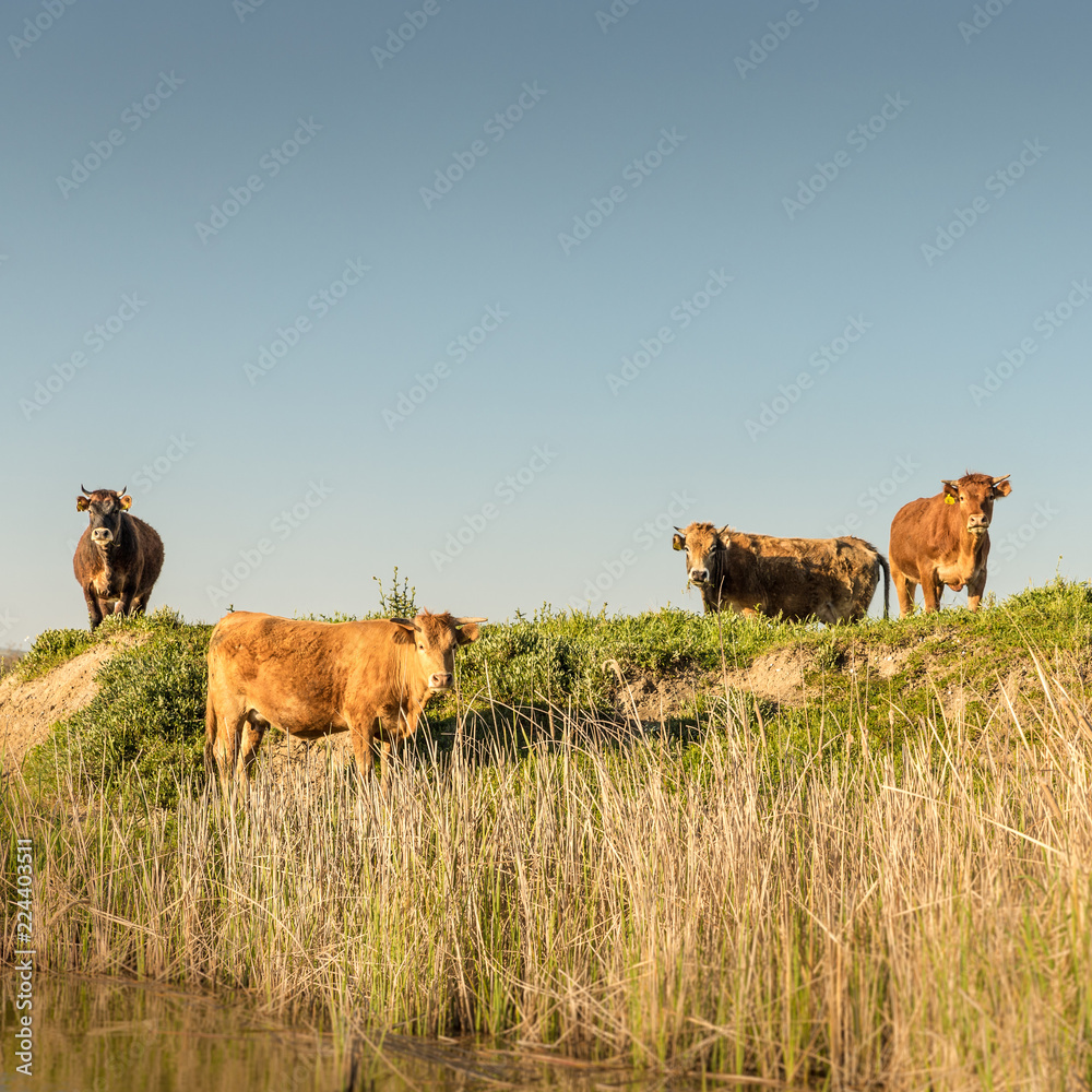 Brown cows grazing in a stubble field by the river Brown cows grazing in a stubble field by the river