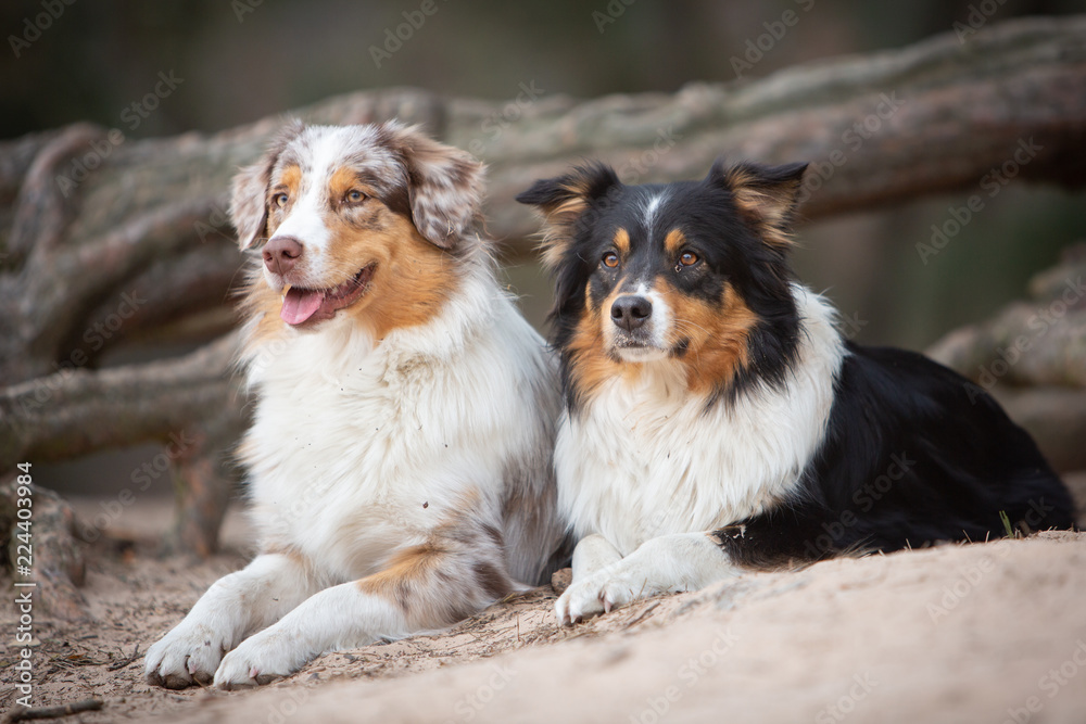 Two australian shepherd dog in nature in front of a tree Two australian shepherd dog in nature in front of a tree
