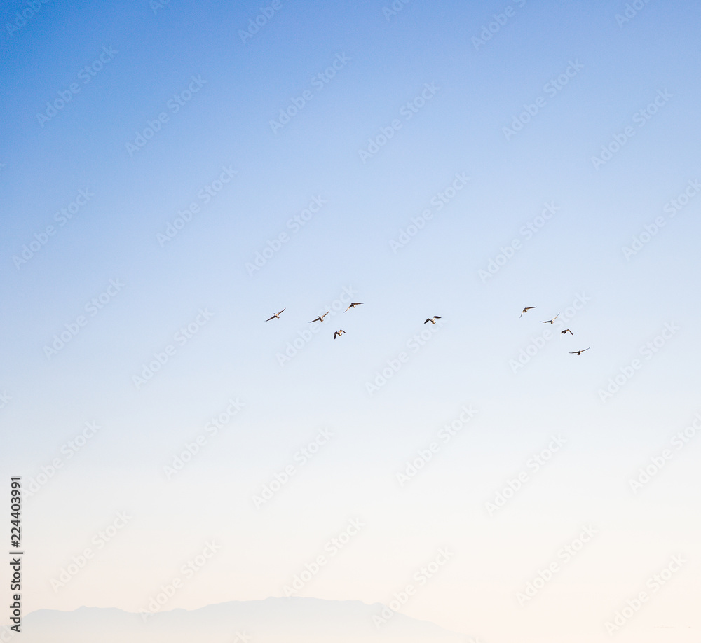 Ducks flying in the blue sky