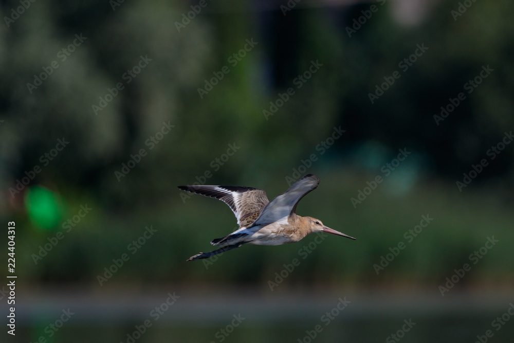 Black-tailed Godwit (Limosa limosa). Black-tailed Godwit (Limosa limosa).