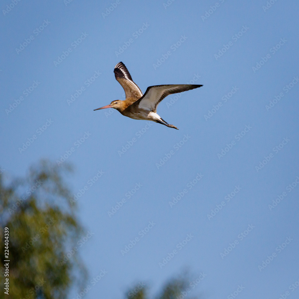 Fototapeta premium Black-tailed Godwit (Limosa limosa).