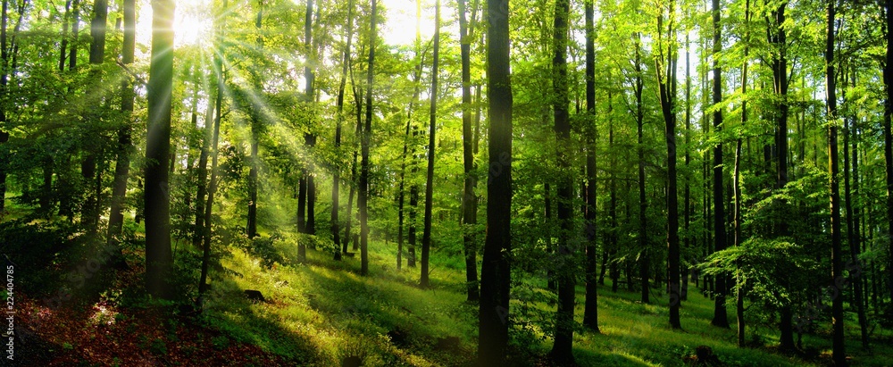 Beech trees forest at spring daylight Beech trees forest at spring daylight