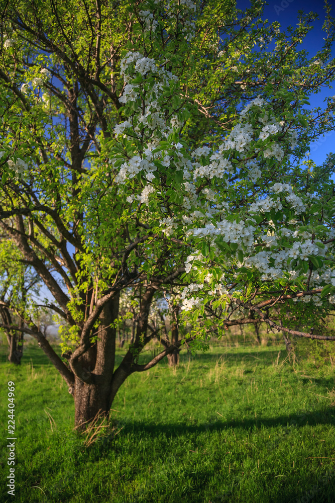 old abandoned blooming pear garden