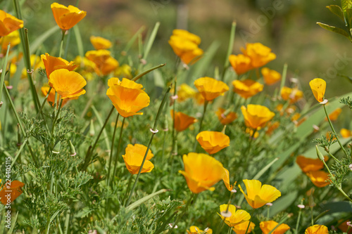 California yellow poppies grow on a green field in the spring.