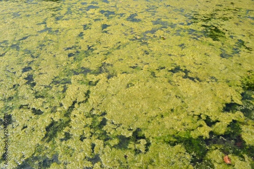 Closeup photograph of an algal bloom in a body of freshwater suffering from severe eutrophication