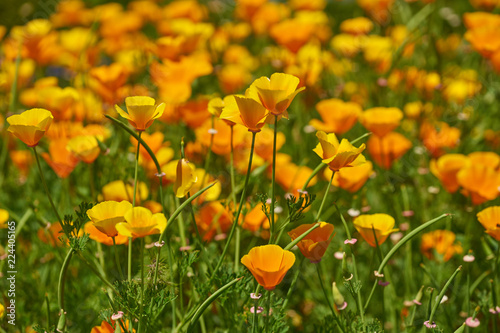 California yellow poppies grow on a green field in the spring.