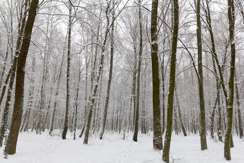 Snow covered trees in the winter forest © rokvel