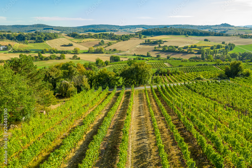 Aerial view of a green summer vineyard 