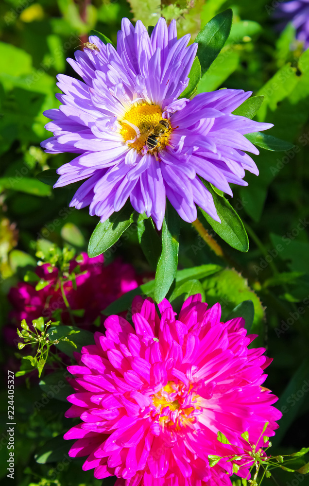 Obraz premium The bee sits on a purple astra