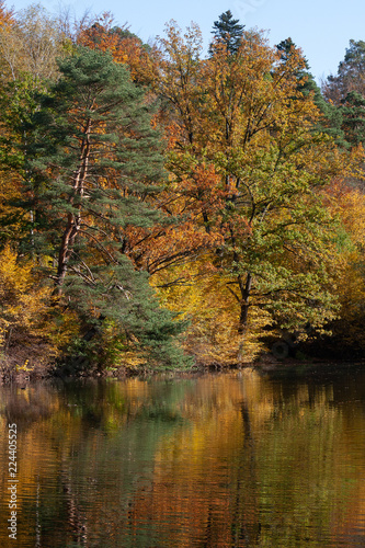 Autumn colored trees reflected in a lake