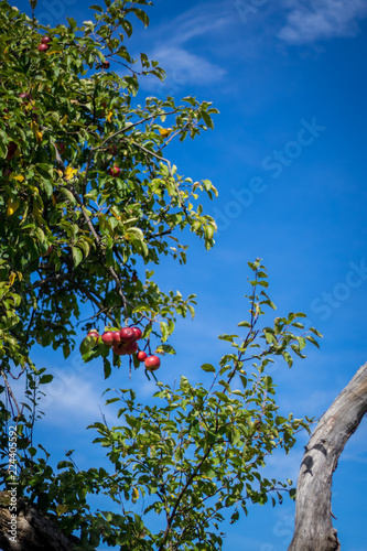 Apfelbaum mit Äpfeln photo