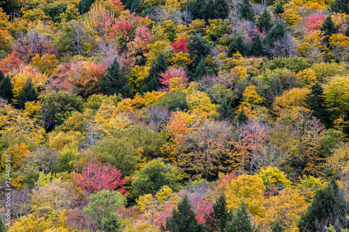 Autumn colors background