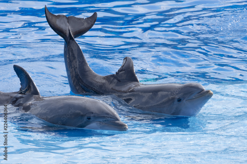 Fototapeta premium Two dolphins stranded on the shore