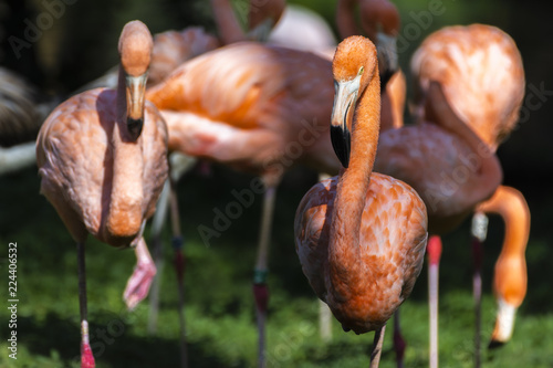 group of flamingos on the grass outdoors
