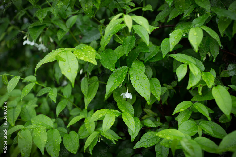 Green bushes background. Leaves texture background