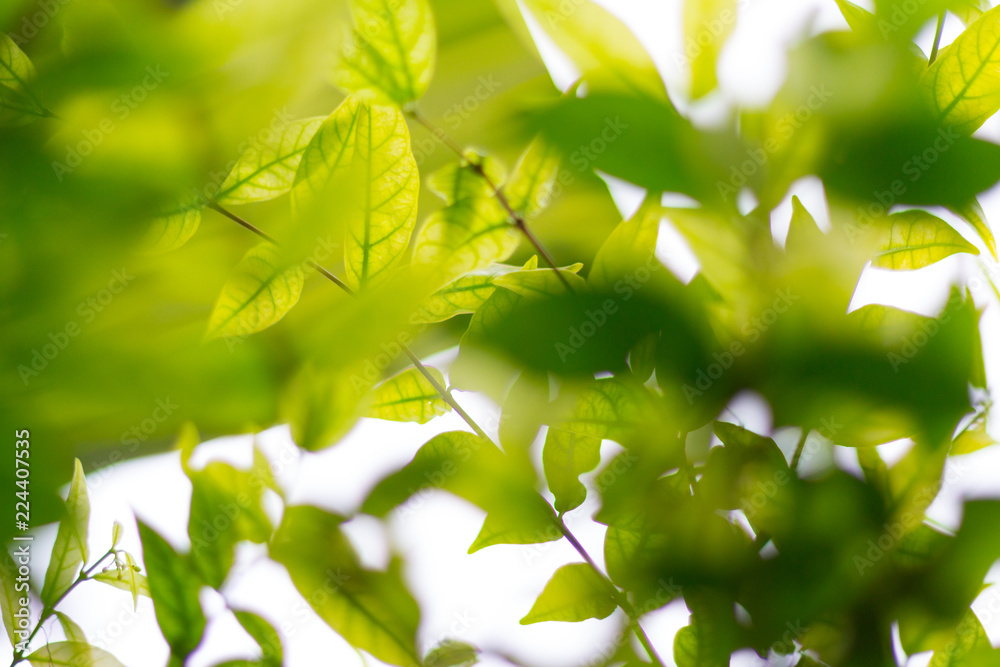green blurred of nature background or backdrop with color and bright sun light green blurred of nature background or backdrop with color and bright sun light