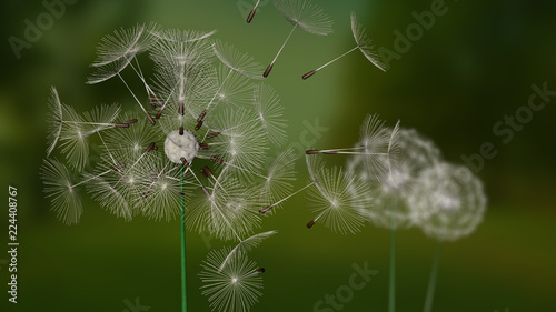 A flying dandelion pieces with depth of field on a blury dark green forest