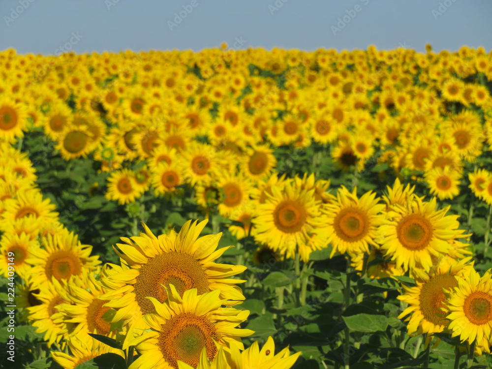 Fototapeta premium Sunflower field in sunny day, selective focus. Picturesque rural background with sunflowers
